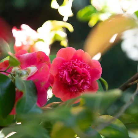 Bed & Breakfast Il Casale Di Rossi